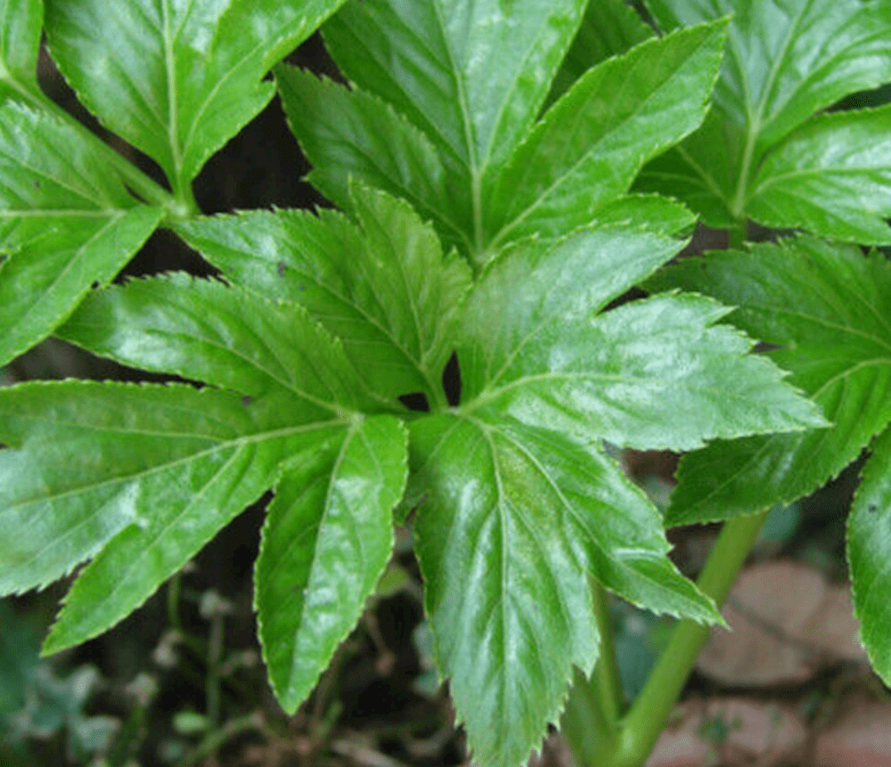 Ashitaba Blatt