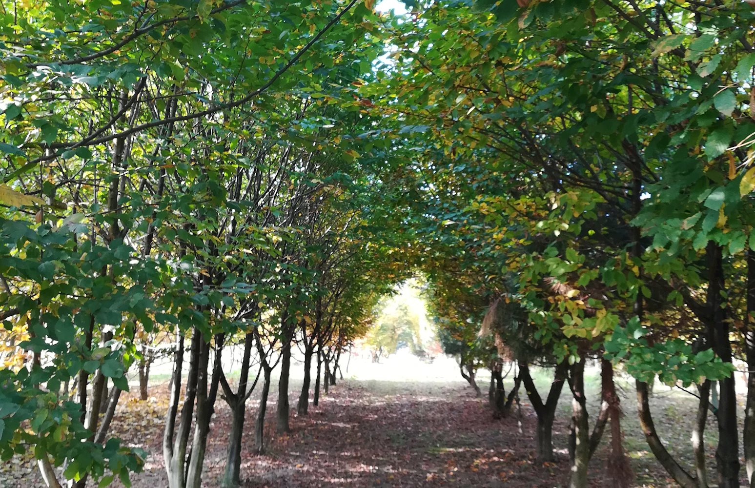 1. Trüffelplantage in der Steiermark