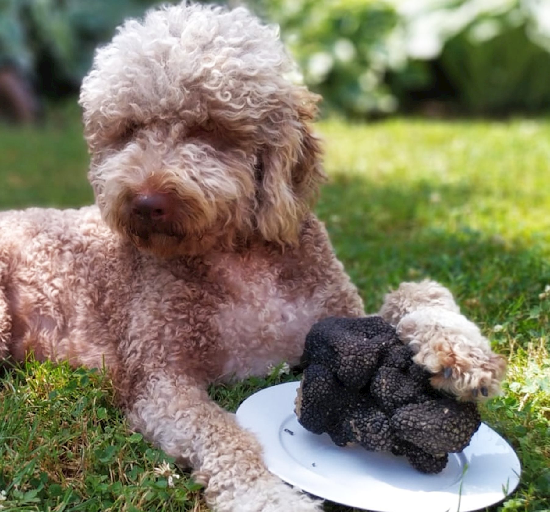 Coco und die 490g Trüffel